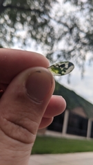 Schizocerella pilicornis