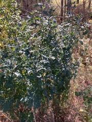 Caragana arborescens