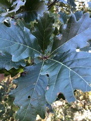 Quercus bicolor