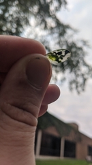 Schizocerella pilicornis