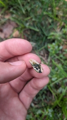 Schizocerella pilicornis