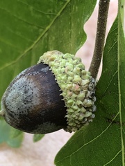 Quercus bicolor