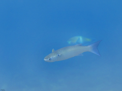 Crenimugil crenilabis