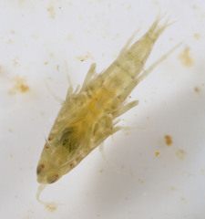 Hyalella