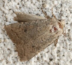 Protorthodes melanopis