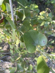 Smilax bona-nox