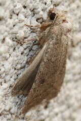 Protorthodes melanopis