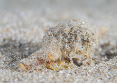 Marmorofusus verrucosus