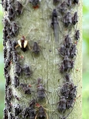 Tuberolachnus salignus