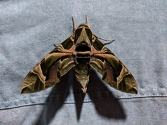 Daphnis nerii