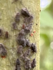 Tuberolachnus salignus