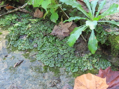 Marchantia polymorpha polymorpha