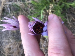 Dimorphotheca spectabilis