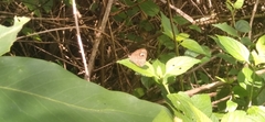 Mycalesis junonia