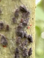 Tuberolachnus salignus