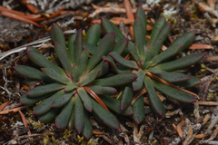 Lewisia columbiana
