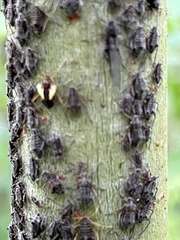 Tuberolachnus salignus