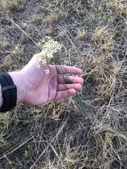 Kohautia amatymbica