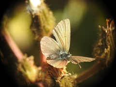 Aricia nicias