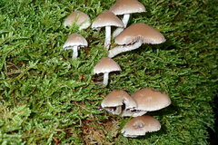 Psathyrella olympiana