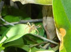 Pisaura