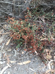Eriogonum parvifolium