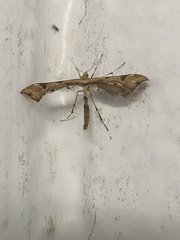 Platyptilia carduidactylus