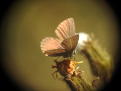 Aricia nicias