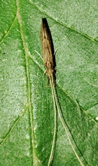 Oecetis