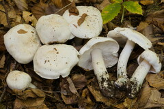Tricholoma columbetta
