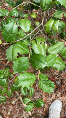 Ilex opaca