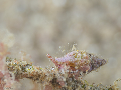 Turrilatirus turritus