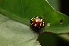 Ceratogergithus pseudotessellatus