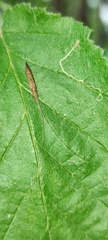 Oecetis