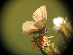 Aricia nicias
