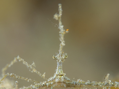 Lambrachaeus ramifer