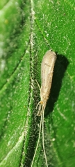 Oecetis