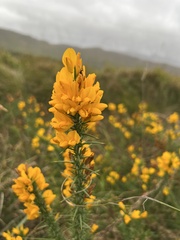 Ulex gallii