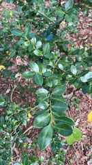 Ilex crenata