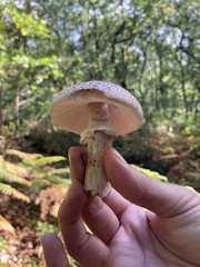 Amanita rubescens