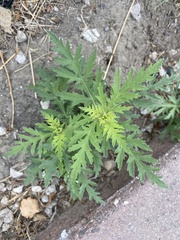 Ambrosia psilostachya