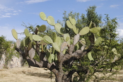 Opuntia streptacantha