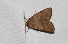 Charanyca trigrammica