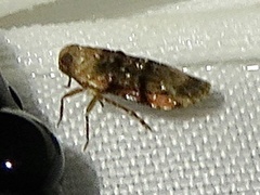 Plectoderini