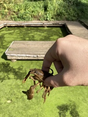 Pacifastacus leniusculus