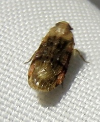 Plectoderini