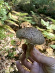 Amanita rubescens
