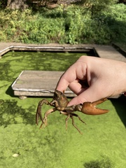 Pacifastacus leniusculus