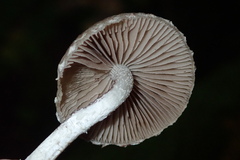Psathyrella olympiana