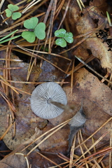 Tephrocybe rancida